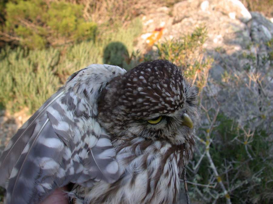 Rapaci notturni Civetta Athene noctua